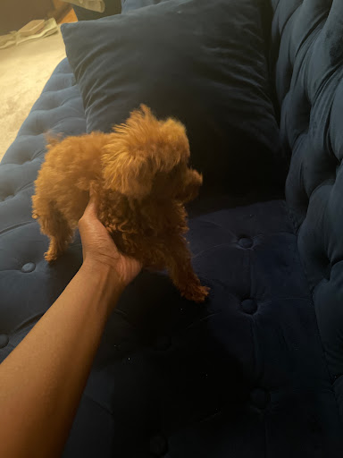 Pet Supply Store «PetSmart», reviews and photos, 400 Mill Creek Dr, Secaucus, NJ 07094, USA