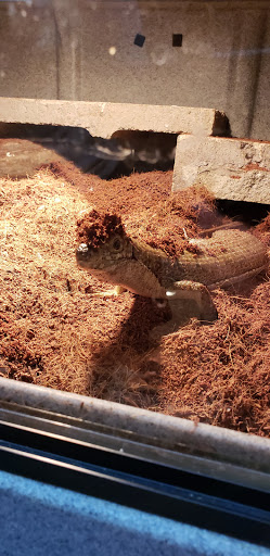Pet Store «CUSTOM CREATURES PET SHOP», reviews and photos, 10727 N 19th Ave, Phoenix, AZ 85029, USA