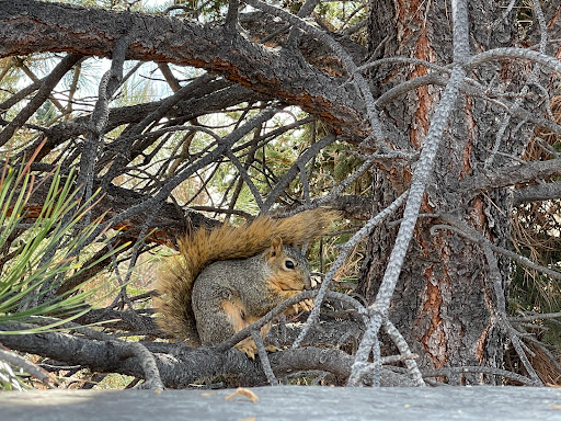 Country Club «Fort Collins Country Club», reviews and photos, 1920 Country Club Road, Fort Collins, CO 80524, USA