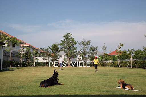 PETS' VILLE Dog Hotel, Pool, Park & Cafe