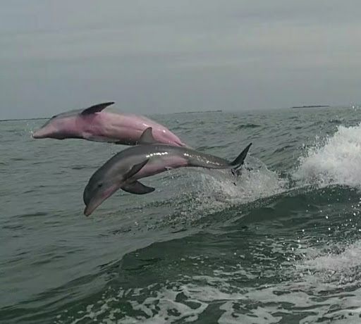 Boat Tour Agency «Dolphin Snorkeling Cruise», reviews and photos, 4630 29th Ave S, Gulfport, FL 33711, USA