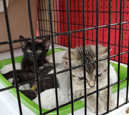 Pet Supply Store «Pet Supermarket», reviews and photos, 2924 13th St, St Cloud, FL 34769, USA