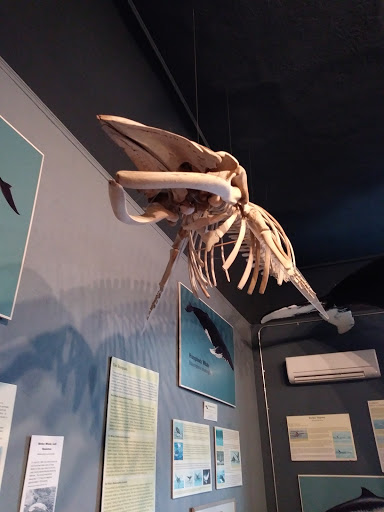 Museum «The Whale Museum», reviews and photos, 62 1st St, Friday Harbor, WA 98250, USA