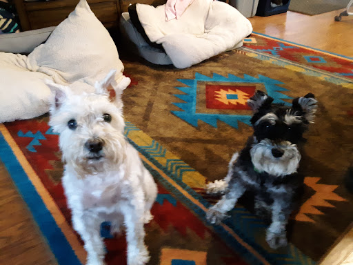 JP PetCare (Just Paws Veterinary Services)