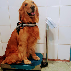 Veterinaria y Peluquería Canina EMERMEDICA