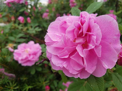 Park «Hampe Park», reviews and photos, 297 W Lies Rd, Carol Stream, IL 60188, USA