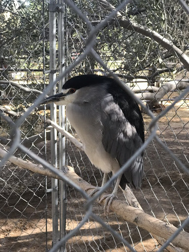 Zoo «Jr Pony Parties», reviews and photos, 1744 N Leonard Ln, Las Vegas, NV 89108, USA