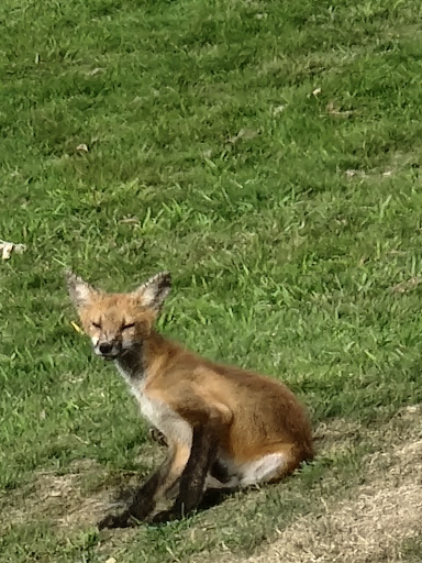 Public Golf Course «Turkeyfoot Golf Course», reviews and photos, 294 W Turkeyfoot Lake Rd, Akron, OH 44319, USA