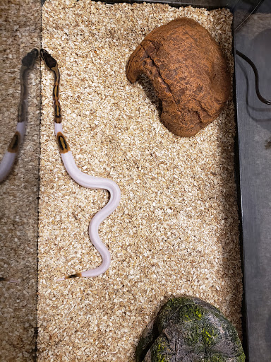 Pet Supply Store «Petco Animal Supplies», reviews and photos, 990 Brook Forest Ave, Shorewood, IL 60431, USA