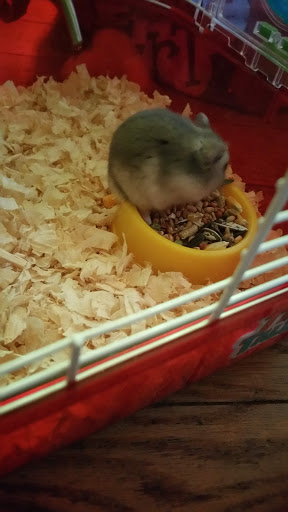 Pet Supply Store «PetSmart», reviews and photos, 700 Gallery Blvd b, Scarborough, ME 04074, USA