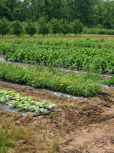 Farm «Manoff Market Gardens», reviews and photos, 3157 Comfort Rd, Solebury, PA 18963, USA