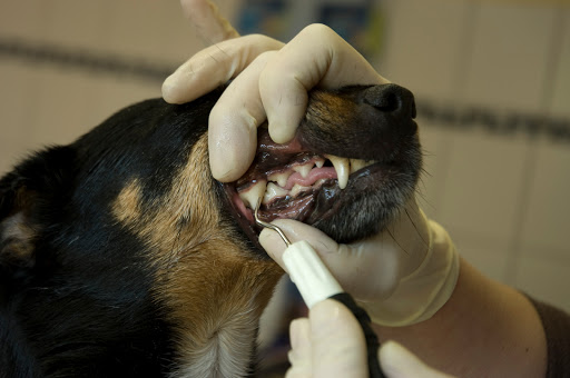 Dr.med.vet. Sabine Schauch Tierärztin unter Twieflingen, 