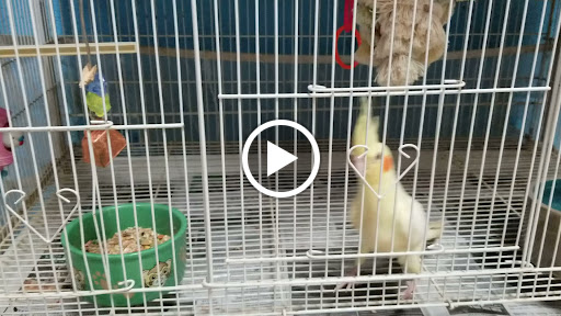 Pet Store «Pet Land», reviews and photos, 1450 Fort Campbell Blvd, Clarksville, TN 37042, USA