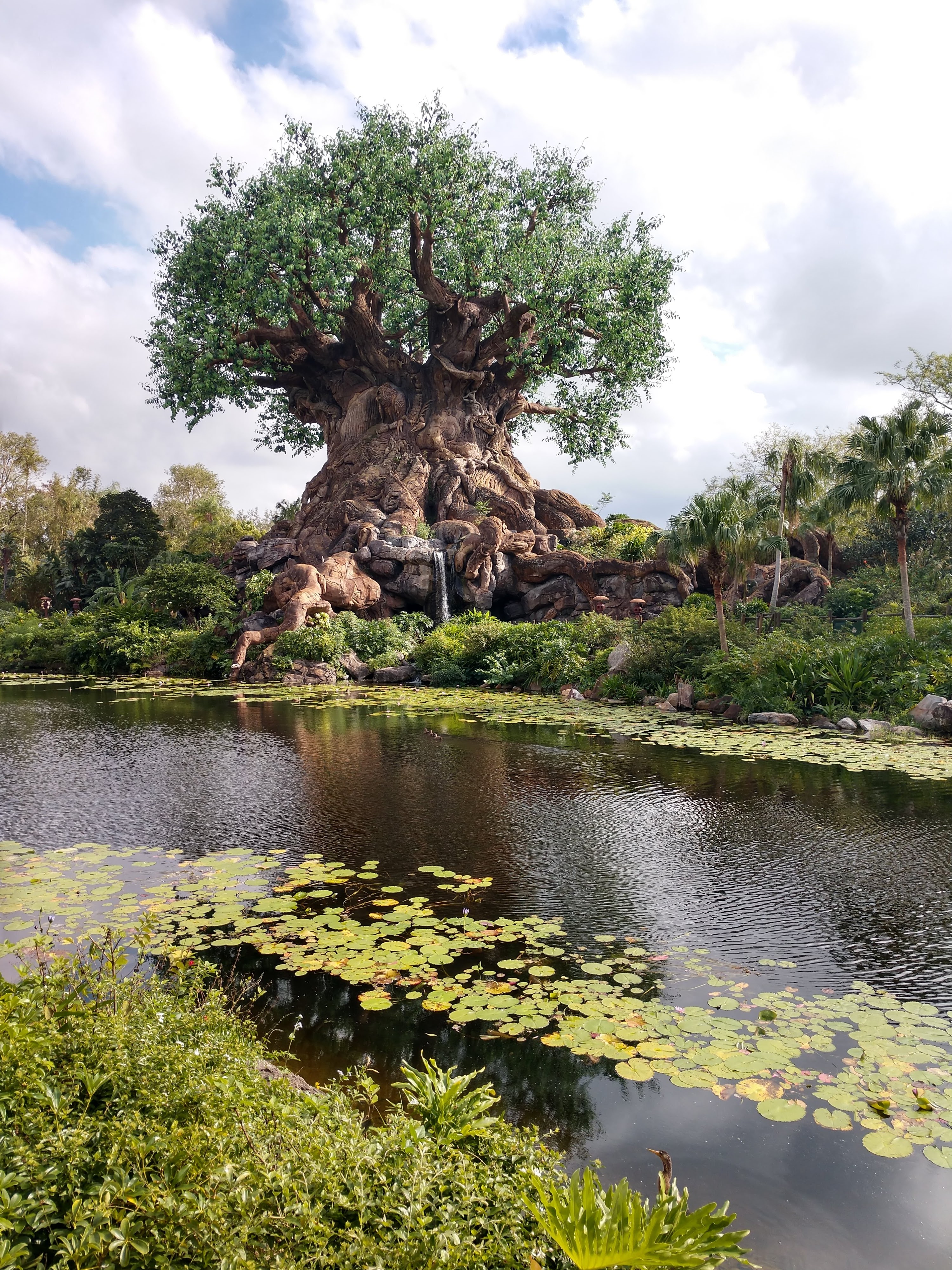 Picture of a place: Tree of Life