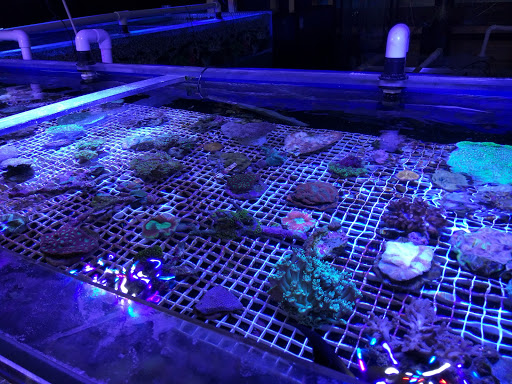 Pet Store «Something Fishy Pets», reviews and photos, 29 Towne Centre Ln, Fox Lake, IL 60020, USA