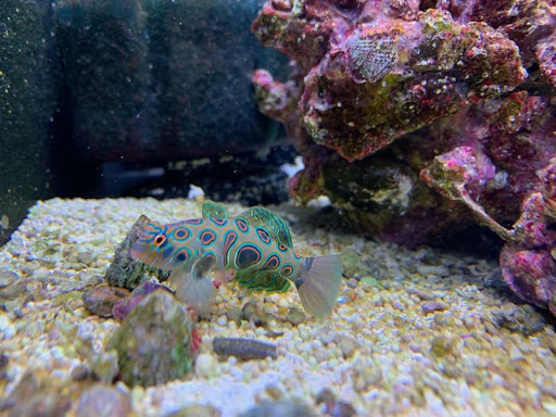 Pet Store «Laconia Pet Center», reviews and photos, 1343 Union Ave, Laconia, NH 03246, USA