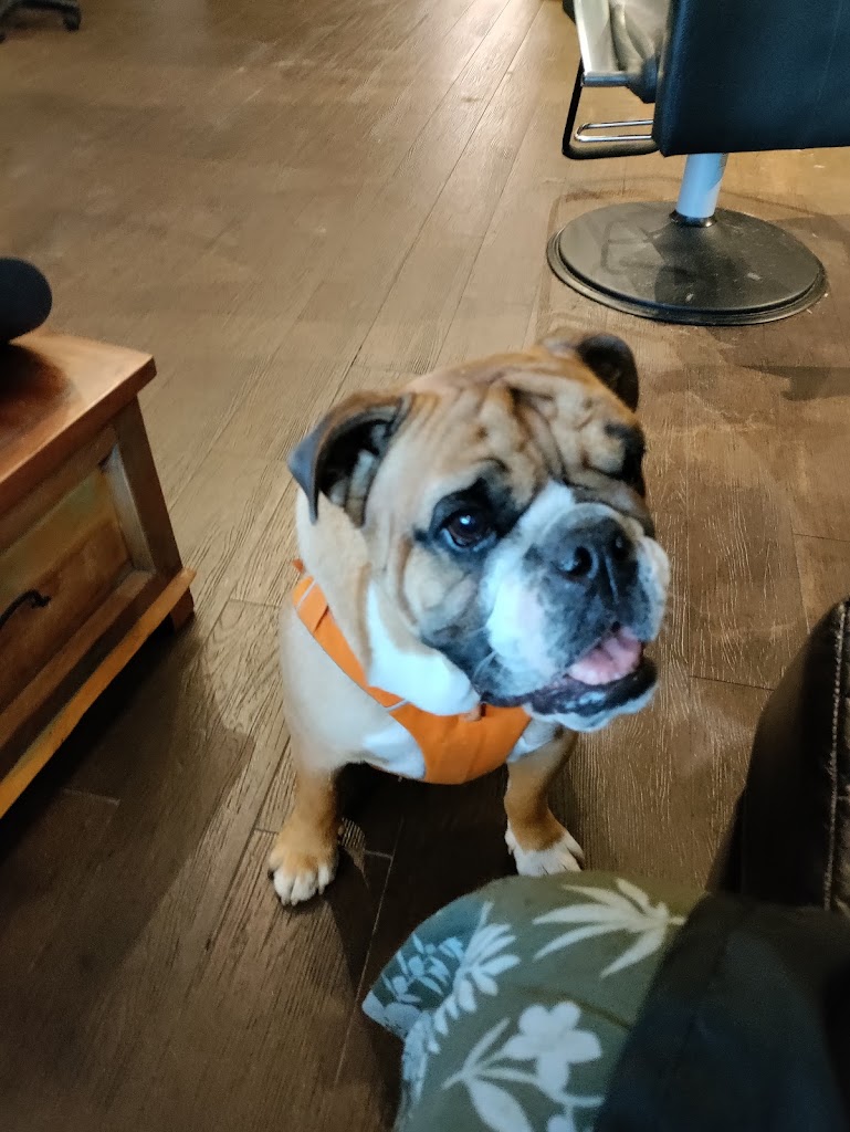 Babooshka Hair Salon Edison, NJ 08837 Services and Reviews