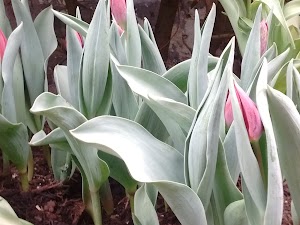 Phipps Conservatory and Botanical Gardens - photo 37