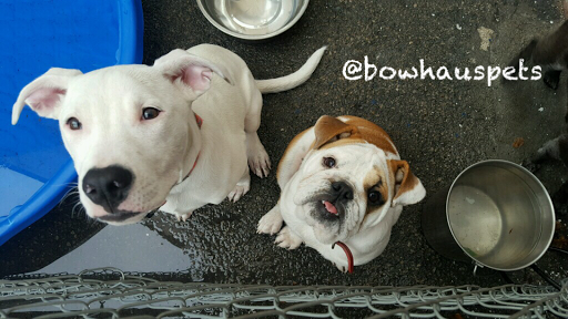 Dog Day Care Center «The Bowhaus Pet Company», reviews and photos, 2472 E Colorado Blvd, Pasadena, CA 91107, USA