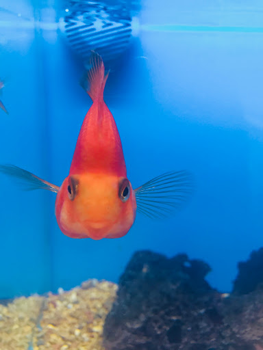 Pet Supply Store «Petco Animal Supplies», reviews and photos, 8161 Beverly Blvd, Los Angeles, CA 90048, USA