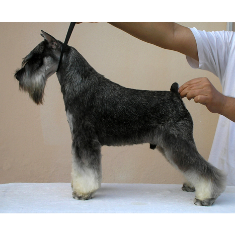 CLUB SCHNAUZER DE BUCARAMANGA