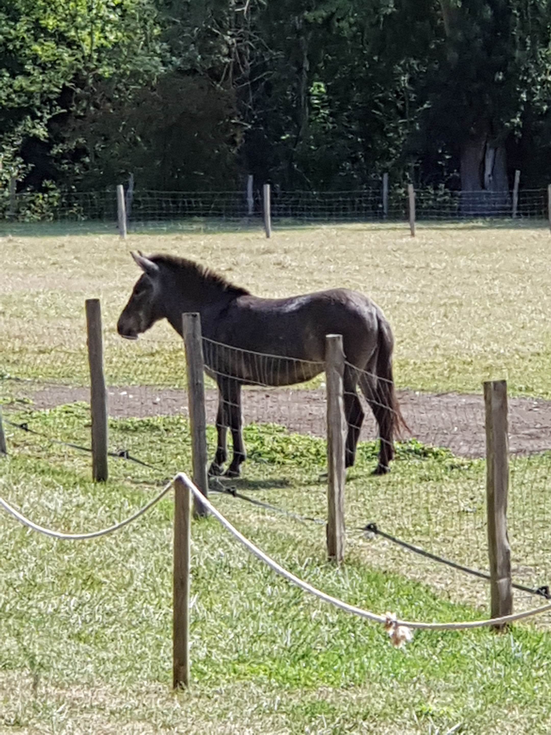 Photo n° 20 de l'avis de dragon. fait le 06/10/2018 à 13:05