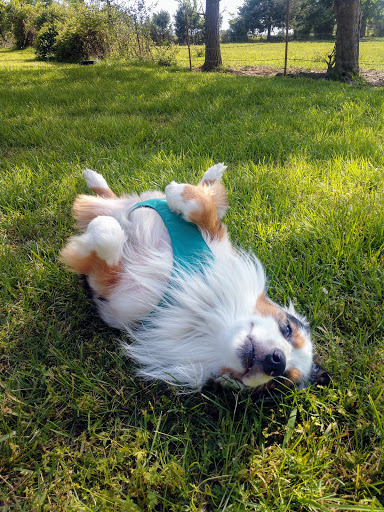 Pleasant Hills Animal Clinic image