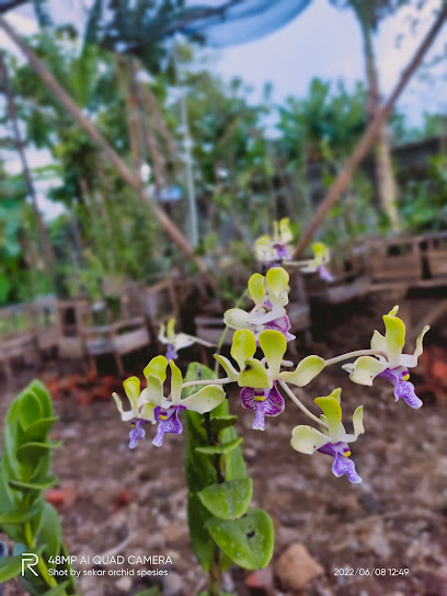 KEBUN ANGGREK SEKAR ORCHID DEMAK