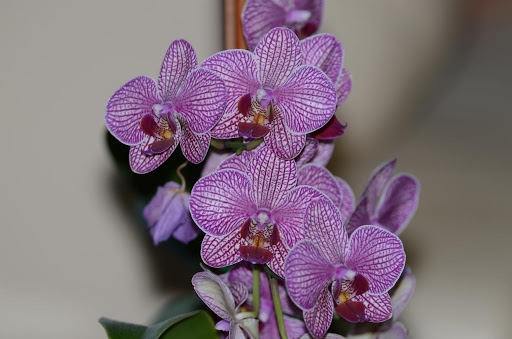 Florist «Island Orchids», reviews and photos, 2204 W Colorado Ave, Colorado Springs, CO 80904, USA