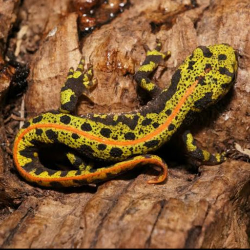 Pet Supply Store «College Greens Pet Center», reviews and photos, 3311 Julliard Dr # A, Sacramento, CA 95826, USA