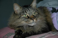 Aristopaws Pet Services - Photo 3 - Car repair in Winston-Salem, NC, Winston-Salem