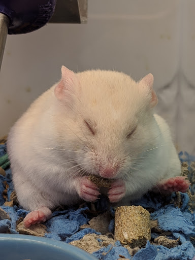 Pet Supply Store «Petco Animal Supplies», reviews and photos, 4450 Commercial St SE #150, Salem, OR 97301, USA