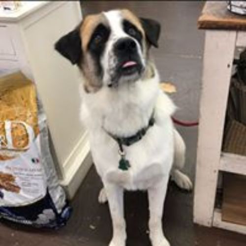 Pet Supply Store «3 Dogs and a Chick», reviews and photos, 130 Miracle Strip Pkwy SE, Fort Walton Beach, FL 32548, USA