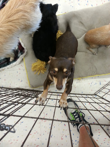 Petco Dog Training image