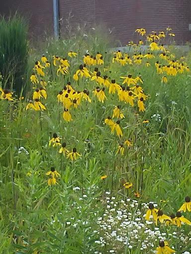 Park «Carol Stream Park District», reviews and photos, 849 W Lies Rd, Carol Stream, IL 60188, USA