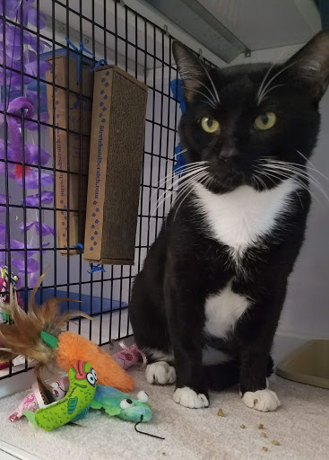 Pet Supply Store «Pet Supplies Plus», reviews and photos, 1258 Northlake Blvd, Lake Park, FL 33403, USA