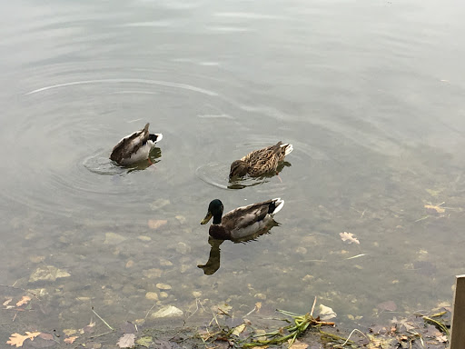 Park «Paulus Park», reviews and photos, 200 S Rand Rd, Lake Zurich, IL 60047, USA