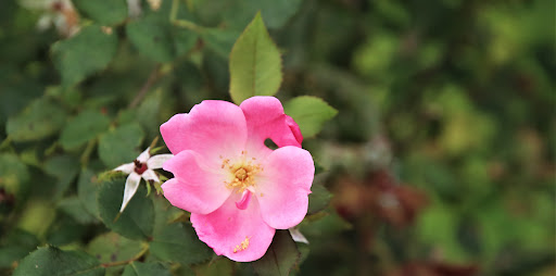 Park «Cedar Creek Park», reviews and photos, 3340 Merrick Rd, Seaford, NY 11783, USA