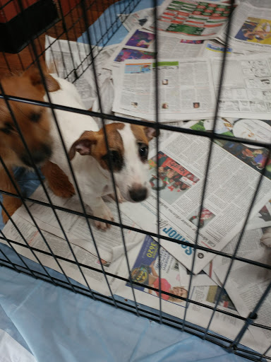 Pet Store «Pet Valu», reviews and photos, 1301 W Skippack Pike, Blue Bell, PA 19422, USA