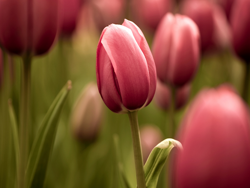 Florist «Rothe Florists», reviews and photos, 7148 Germantown Ave, Philadelphia, PA 19119, USA