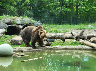 Grizzly Bear Exhibit