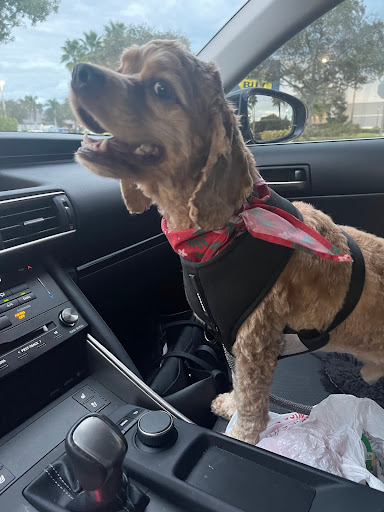 Pet Supply Store «PetSmart», reviews and photos, 2435 NW Federal Hwy, Stuart, FL 34994, USA