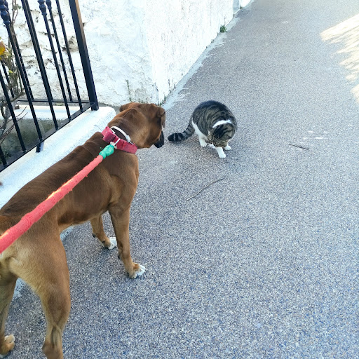 Perro