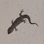 Photo n°4 de l'avis de Arina.e fait le 27/08/2018 à 18:51 sur le  Albergo Antico Borgo à Galtellì