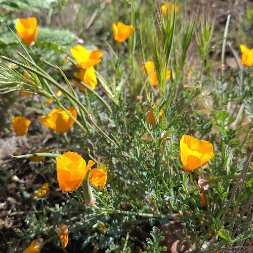 Camarillo Grove Park - 9