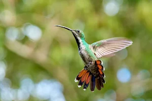 Yerettê - Home of the Hummingbird image