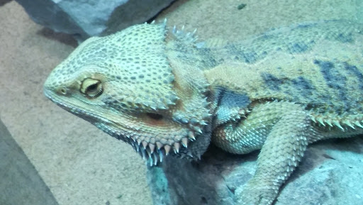 Pet Supply Store «Pet Bazaar», reviews and photos, 490 FL-436, Casselberry, FL 32707, USA