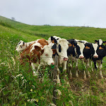 Photo n°3 de l'avis de montoyat.d fait le 03/07/2018 à 19:51 sur le  Trattoria - Albergo Zucchi à San Bortolo