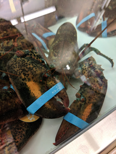 Grocery Store «Stop & Shop», reviews and photos, 250 Bellevue Ave, Newport, RI 02840, USA