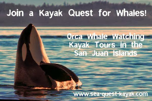 Sea Quest Kayak Tours